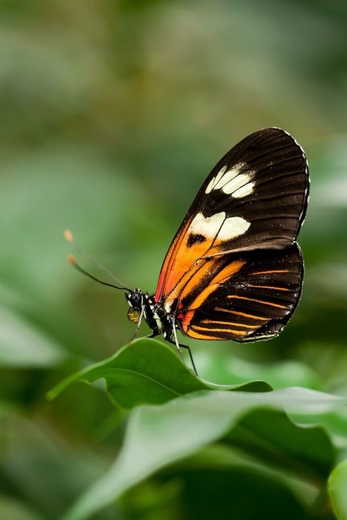 Black and orange butterfly on top of a leaf