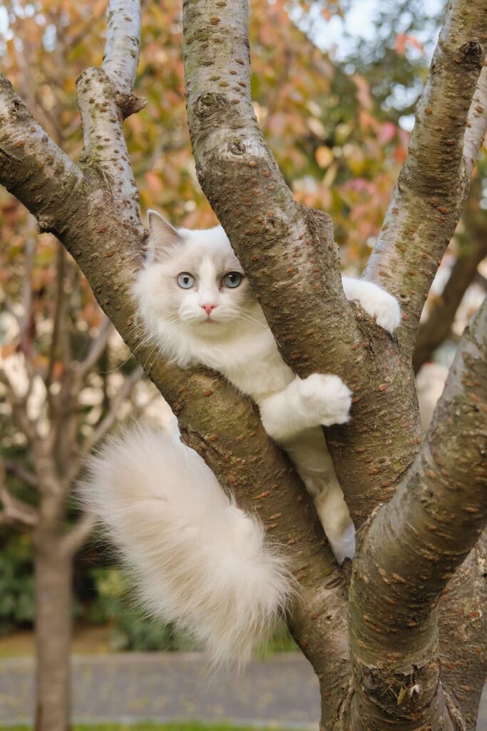 Cat on top of a tree