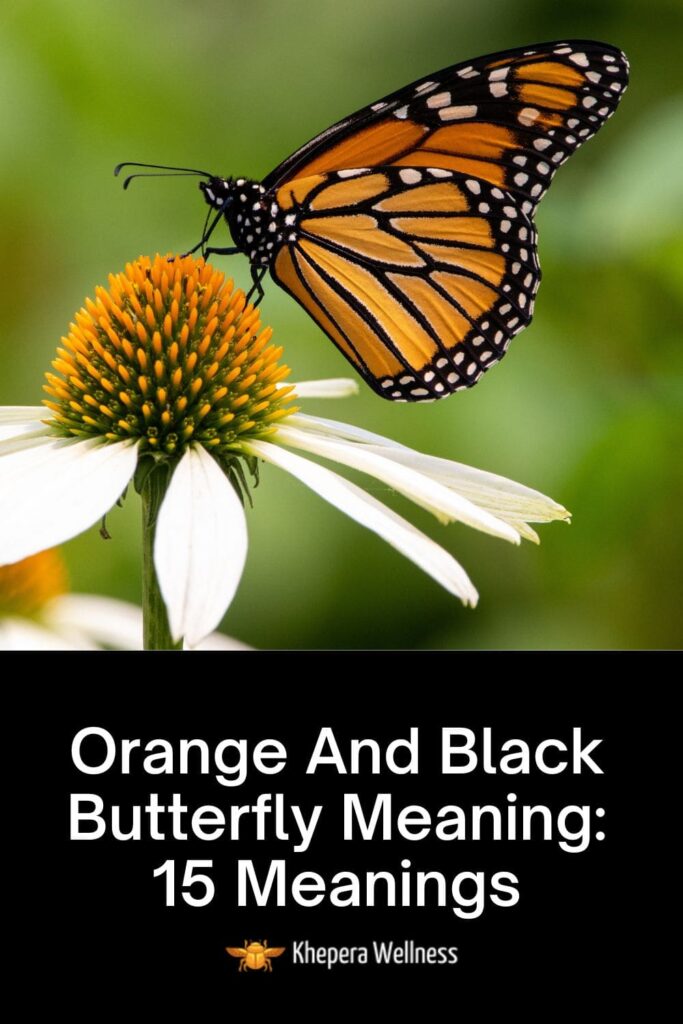 Orange And Black Butterfly Meaning