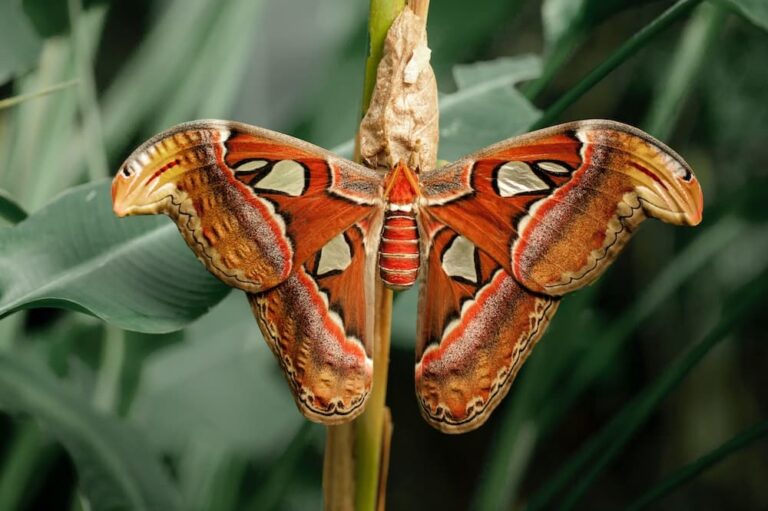 15 Spiritual Meanings Of Orange Butterfly
