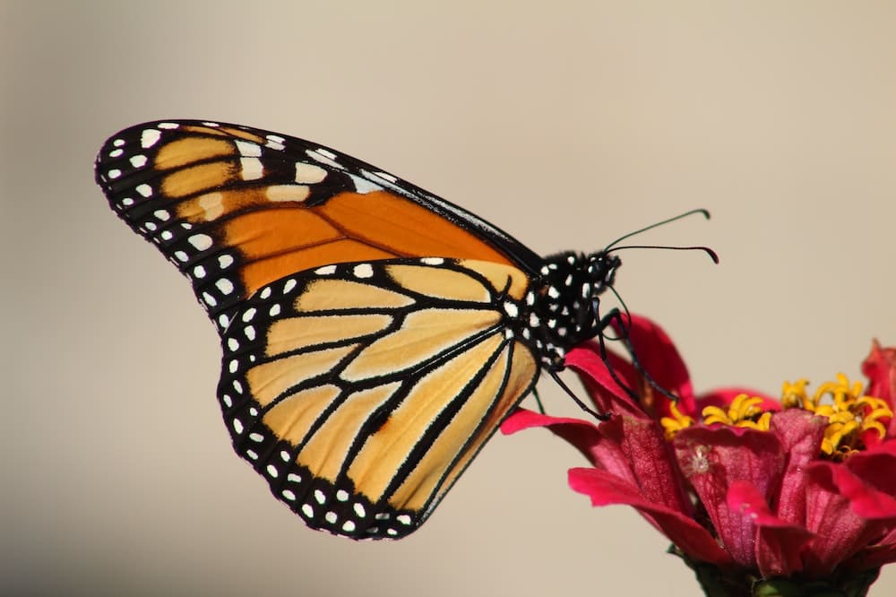 Orange Butterfly Symbolism