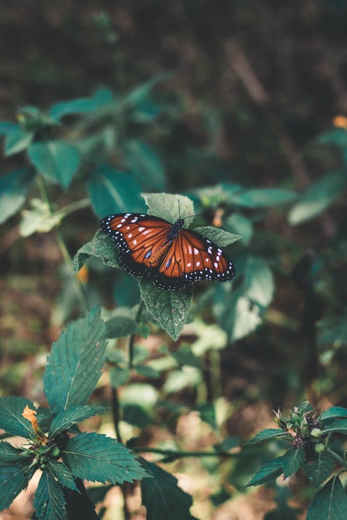 Orange and black butterfly what does it mean spiritually