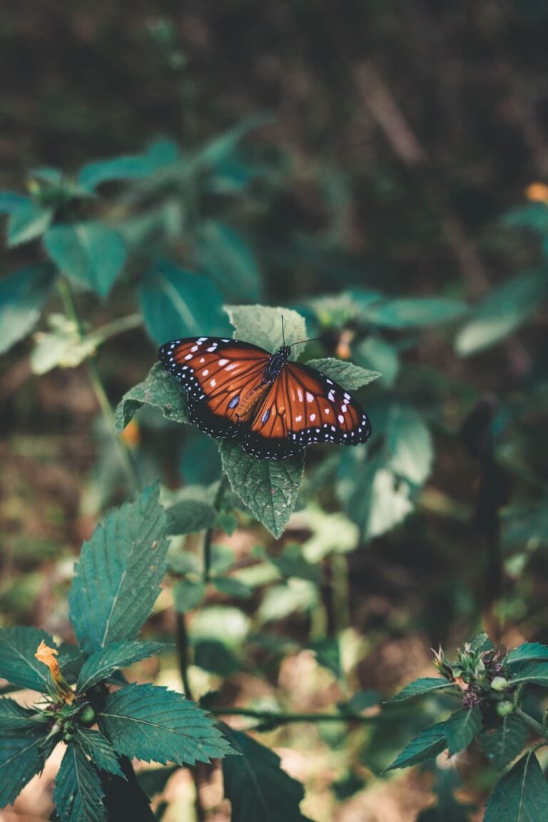 Orange And Black Butterfly Meaning (15 Spiritual Meanings)