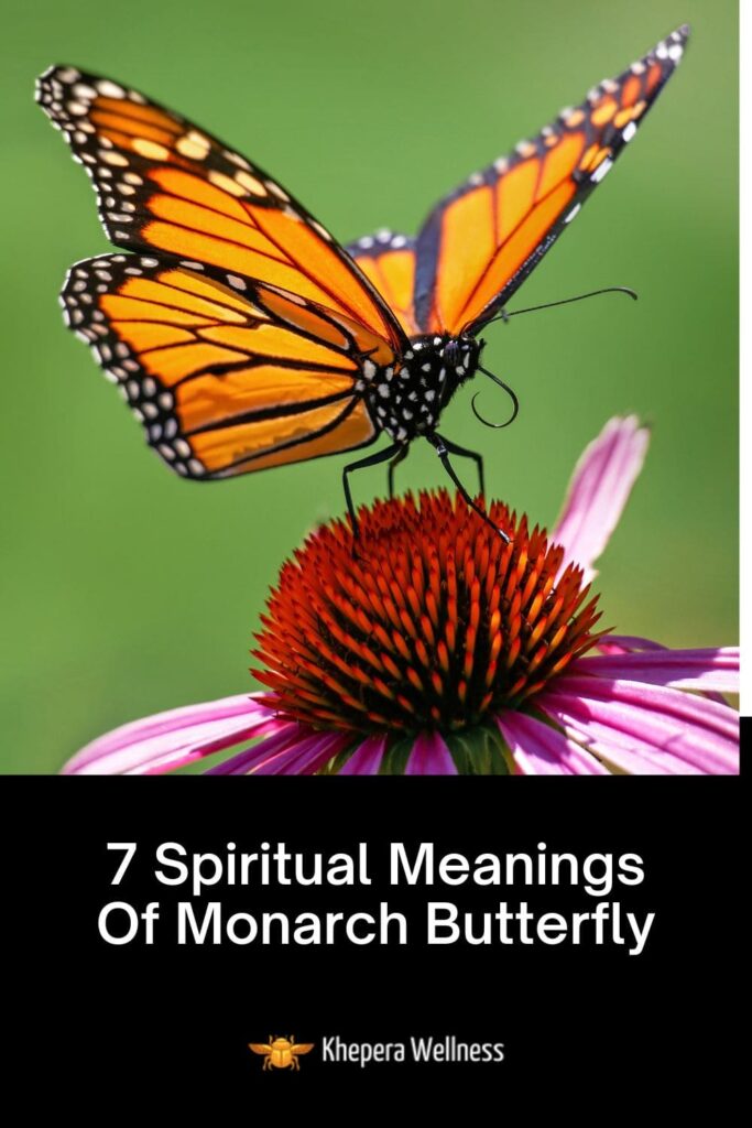 Spiritual Meanings Of Monarch Butterfly