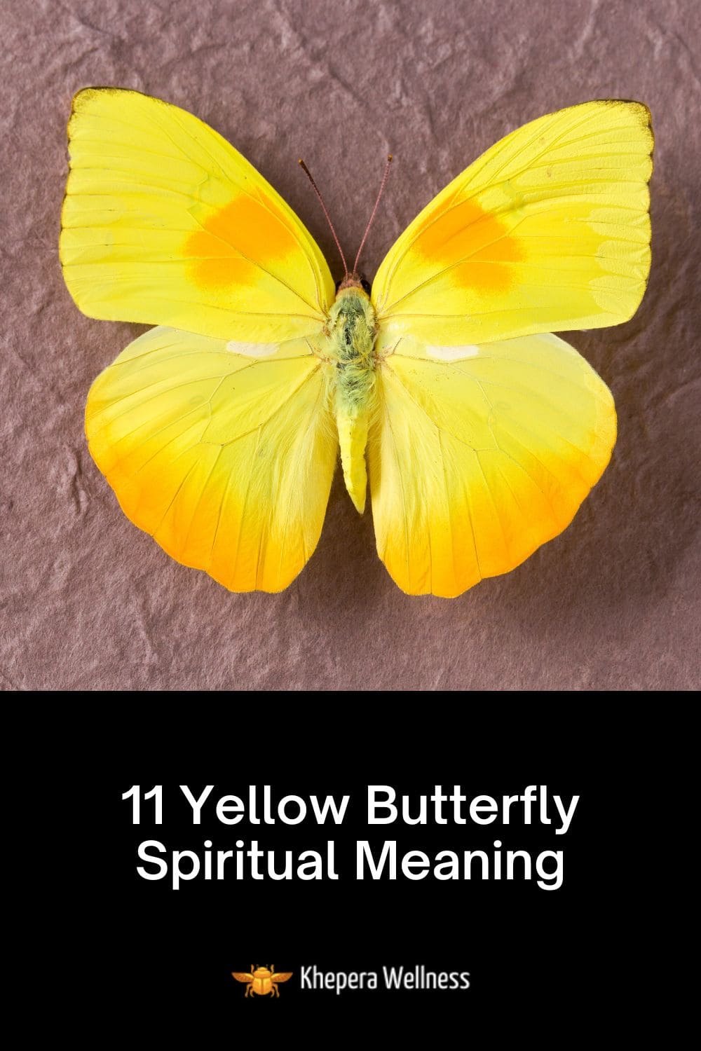 Yellow Butterfly Spiritual Meaning and Symbolism