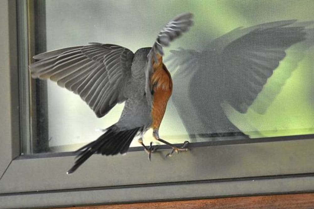 bird pecking at window spiritual meaning