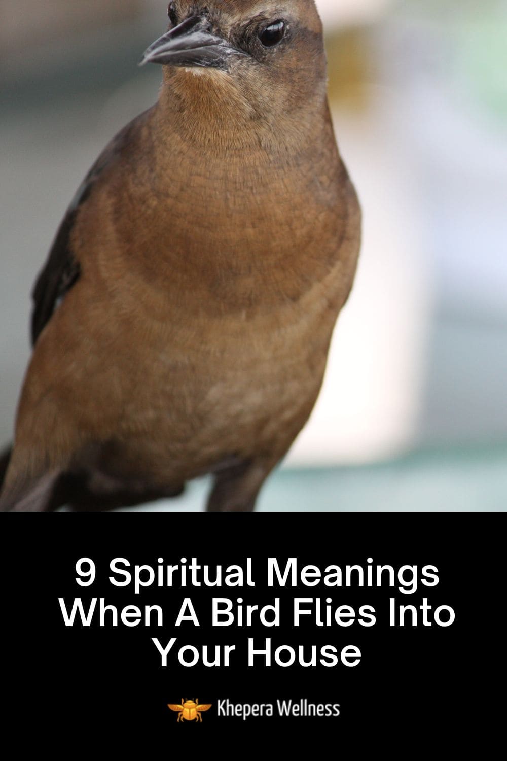 Spiritual Meanings When A Brown Bird Flies Into Your House