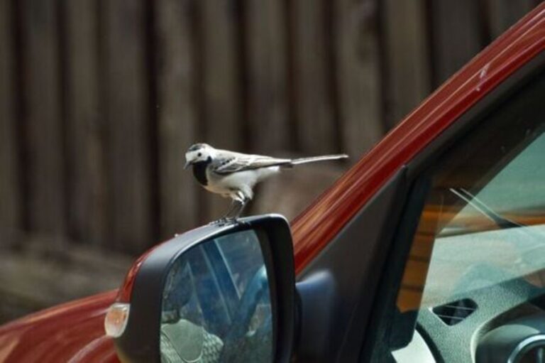 11 Spiritual Meanings Of A Bird Landing On Car Khepera