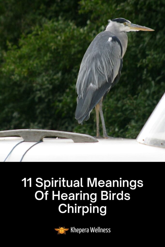 11 Spiritual Meanings Of A Bird Landing On Car