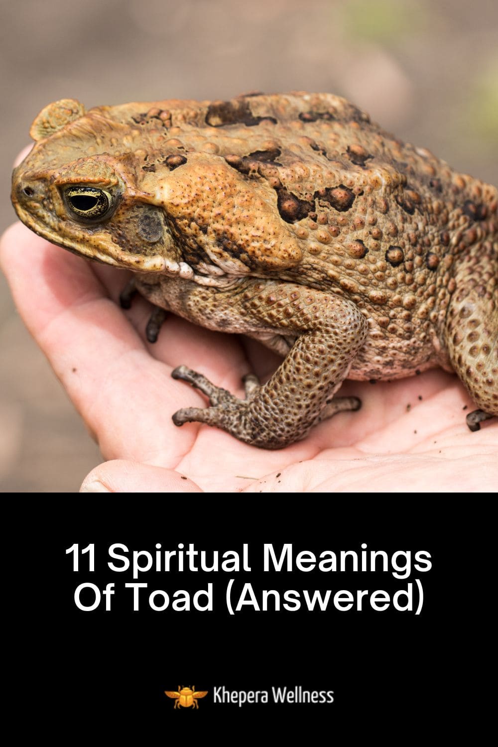 11 Spiritual Meanings Of Toad Symbolism And Interpretation