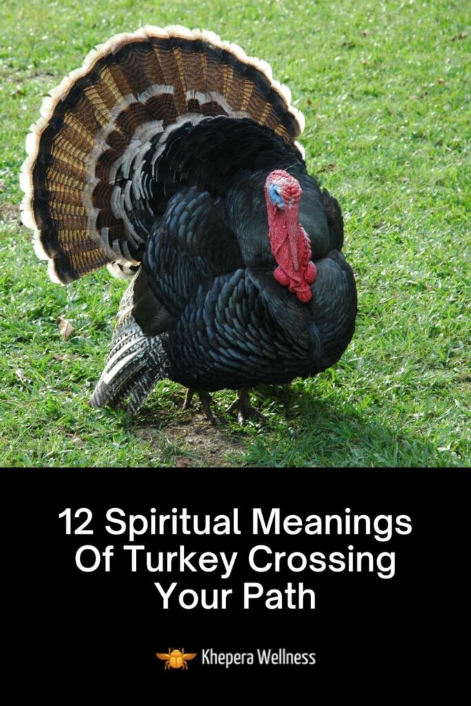 Spiritual meanings of turkey crossing your path