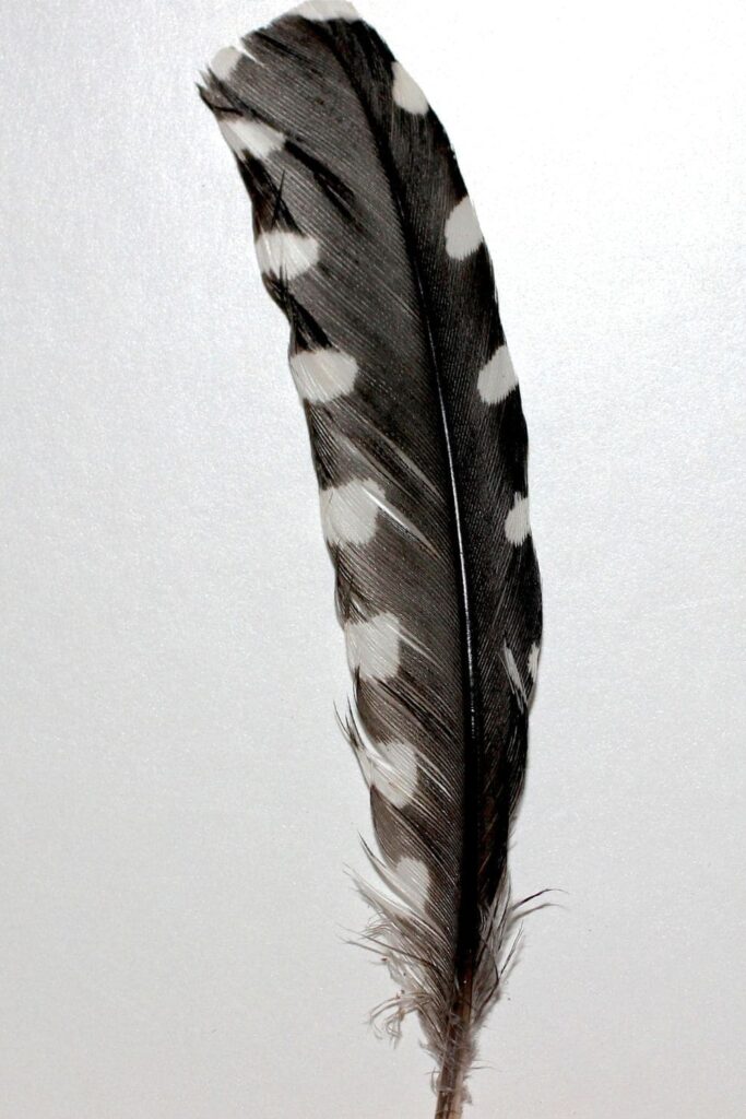 white and grey Feather 