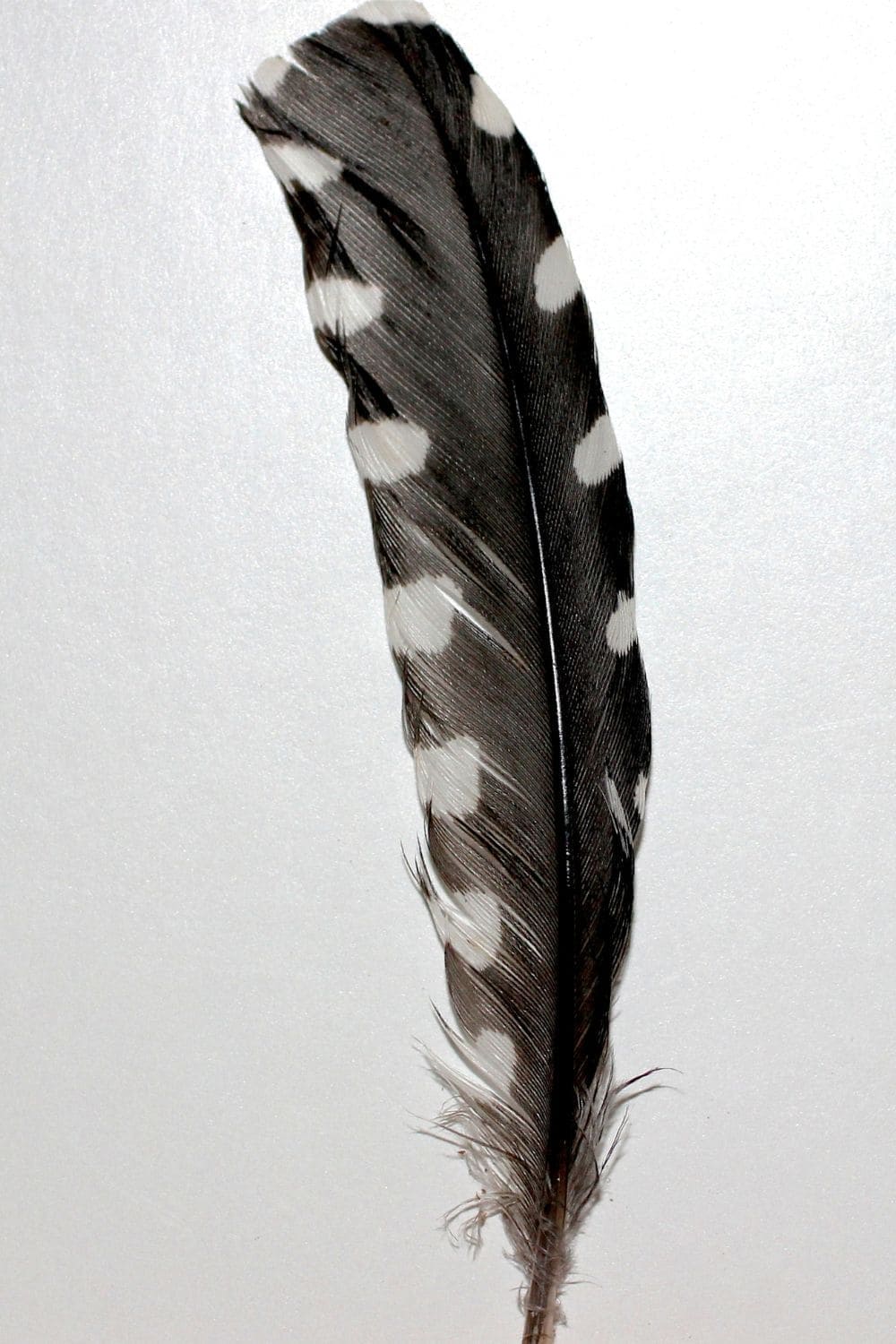 7 White And Grey Feather Meanings Khepera Wellness