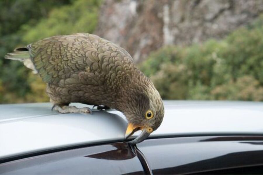 bird landing on car