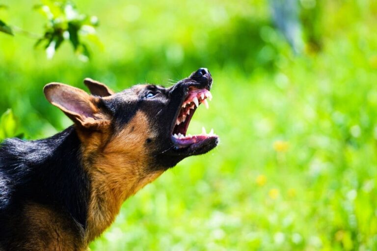 13 Spiritual Meanings Of A Dog Attack