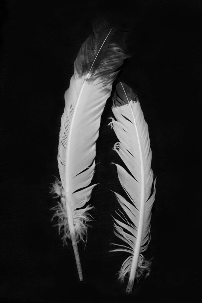 white and grey Feather Spiritual Meaning