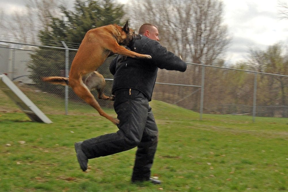 dog attacking a person