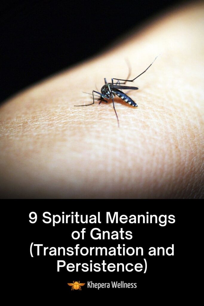 gnats spiritual meaning