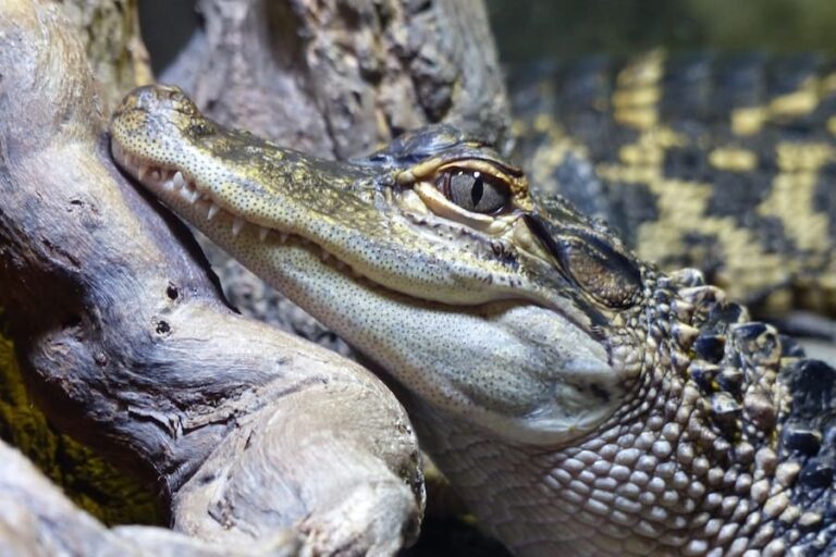 11 Biblical Meanings of Alligators in Dreams
