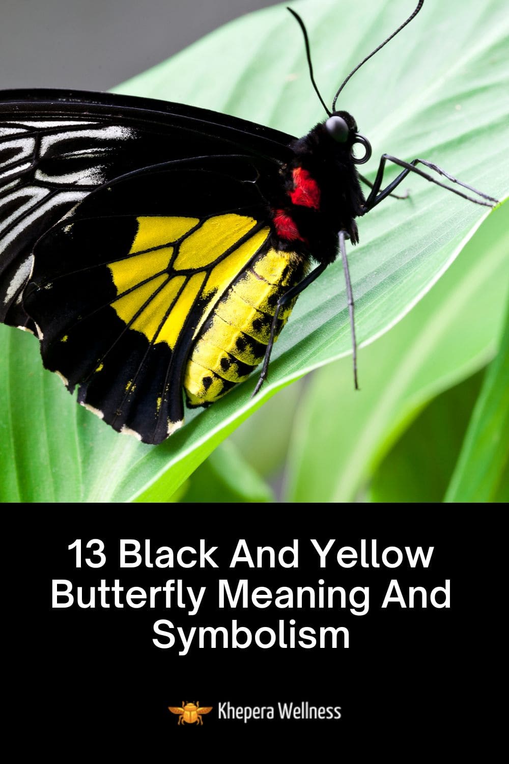13 Black And Yellow Butterfly Meaning And Symbolism