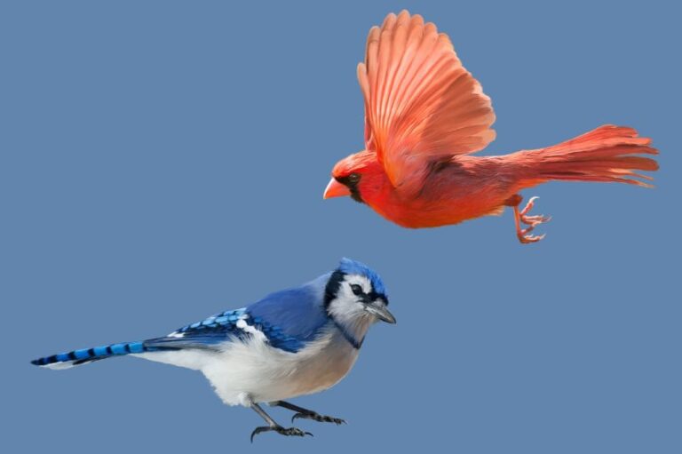 13 Spiritual Meaning Of Seeing A Blue Jay And Cardinal Together