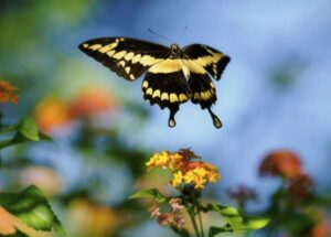 Black And Yellow Butterfly Meaning And Symbolism