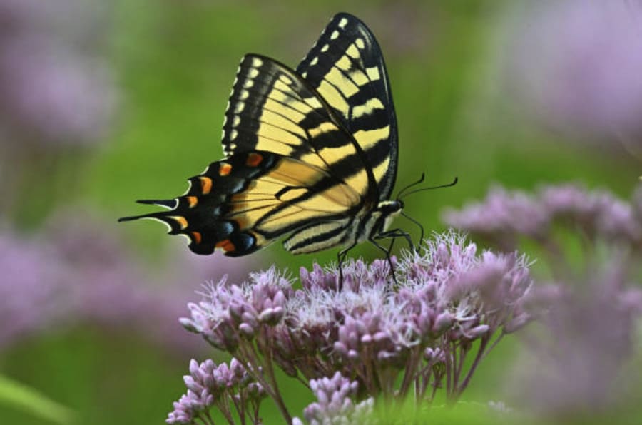 black and Yellow butterfly on flowers