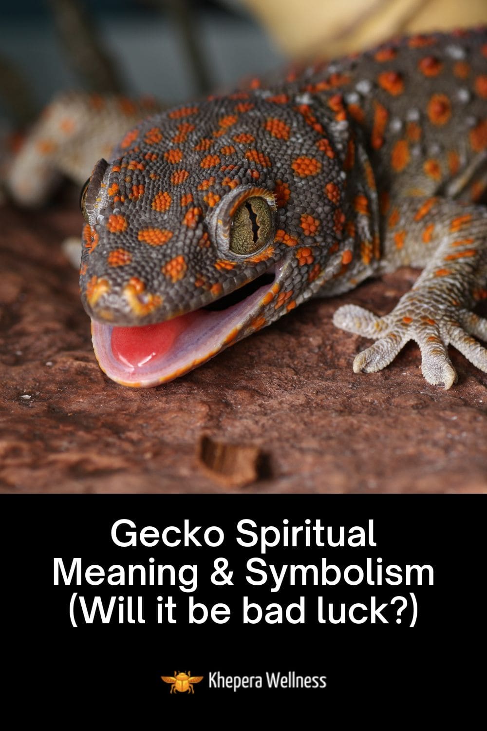 Gecko Spiritual Meaning & Symbolism (Will it be bad luck?)