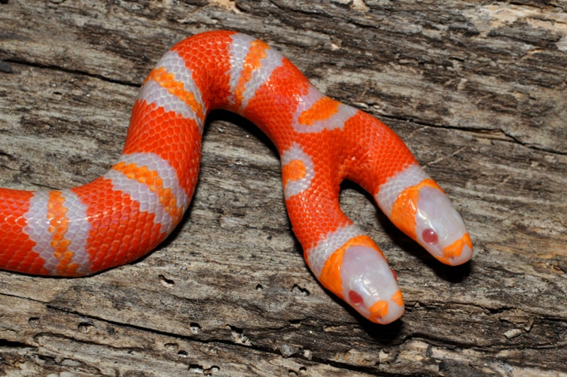 albino snake with two heads