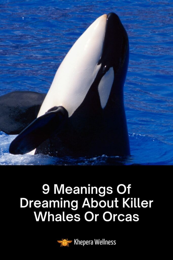 Meanings Of Dreaming About Killer Whales Or Orcas