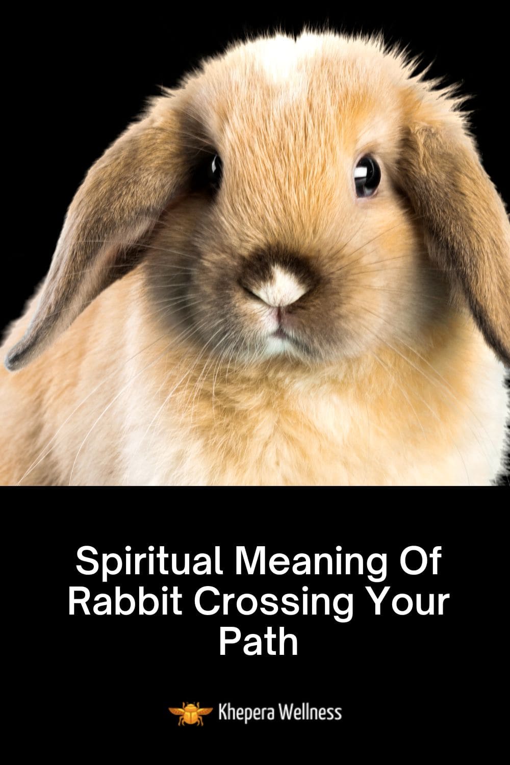 11 Spiritual Meanings Of Rabbit Crossing Your Path