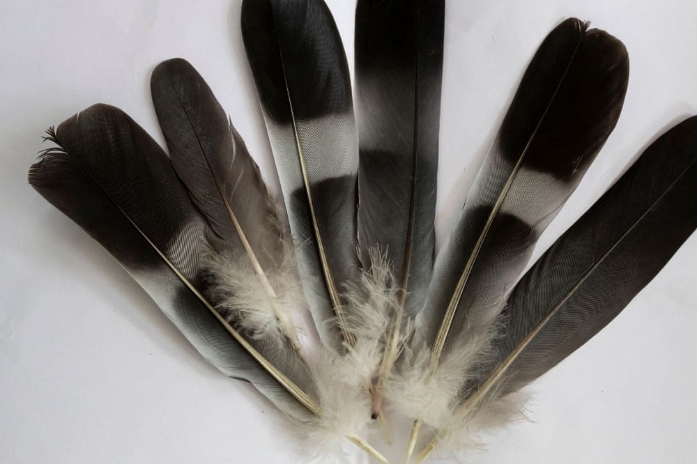 Spiritual meaning of white and grey feathers 