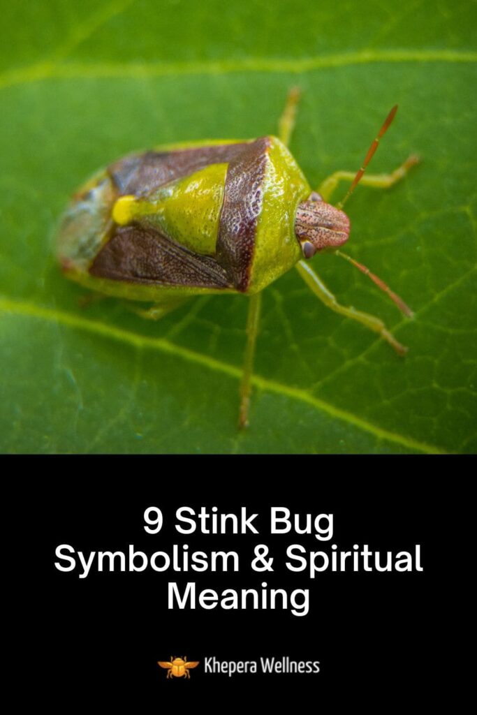 What is the stink bug spiritual meaning