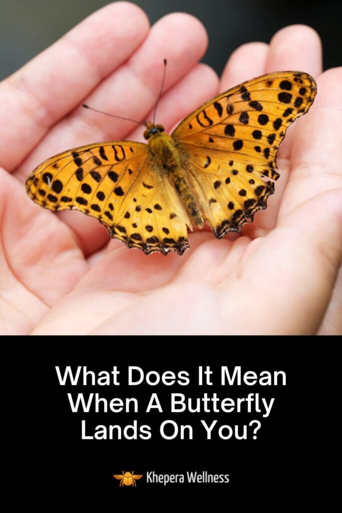 What Does It Mean When A Butterfly Lands On You