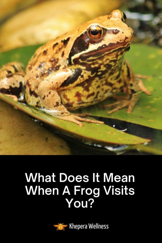 What Does It Mean When A Frog Visits You