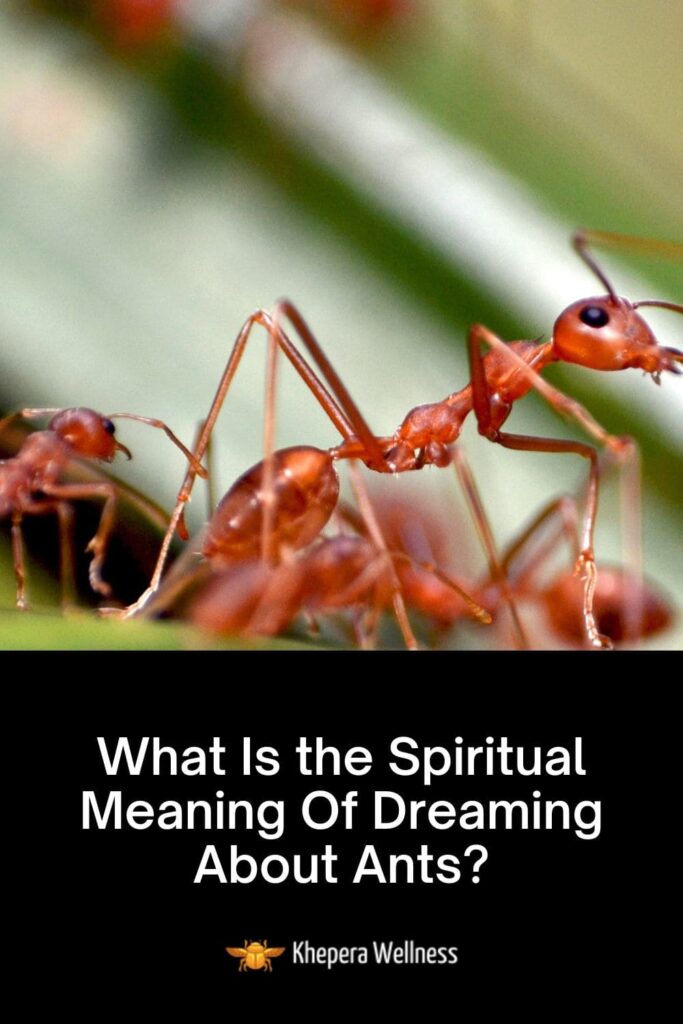 What Is the Spiritual Meaning Of Dreaming About Ants