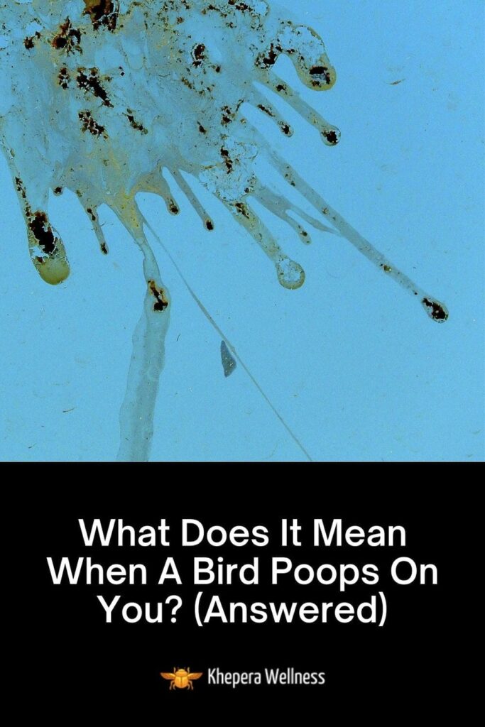 bird poop on you spiritual meaning