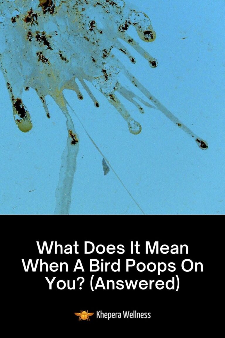 What Does It Mean When A Bird Poops On You? (Answered)