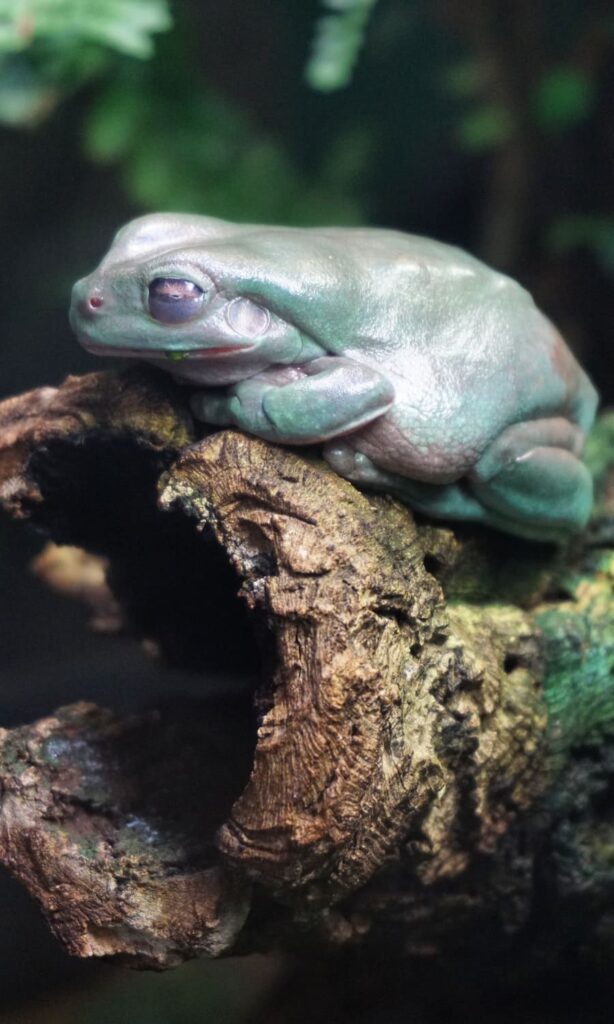 green frog in dream