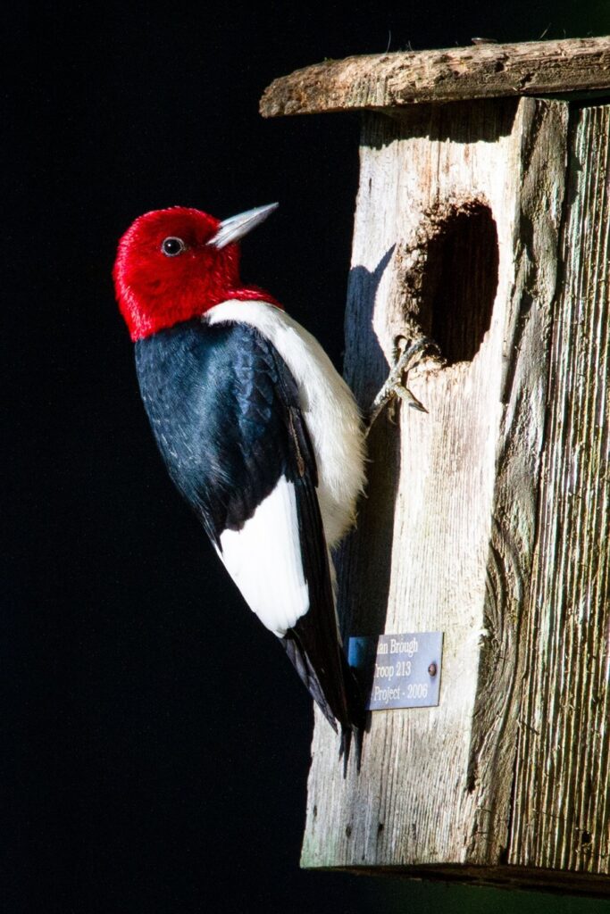 red headed woodpecker spiritual meaning