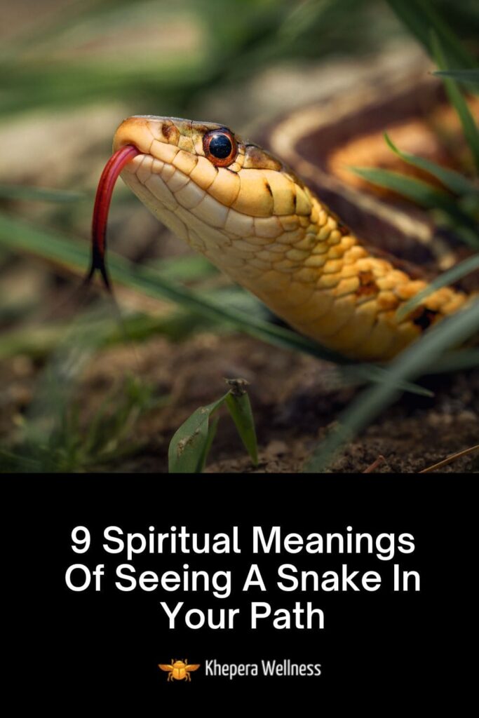 Spiritual Meanings Of Seeing A Snake In Your Path