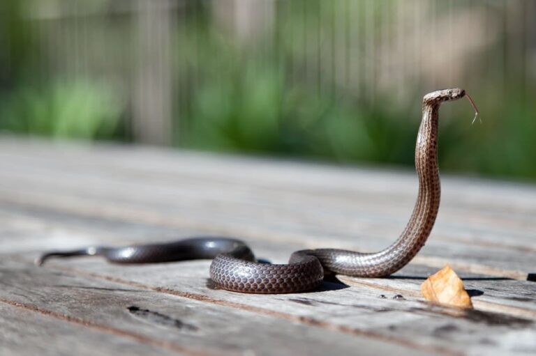 9 Spiritual Meanings Of Seeing A Snake In Your Path