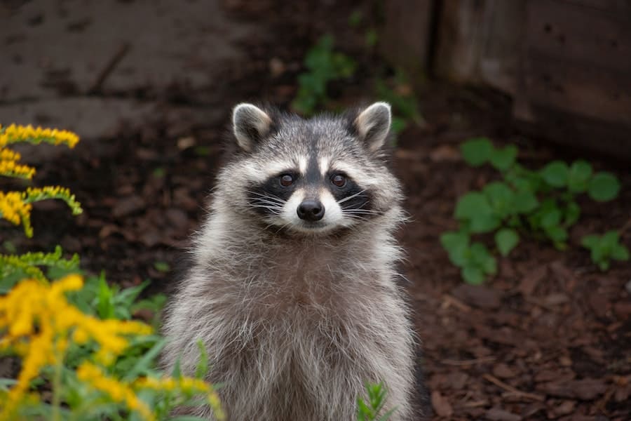 spiritual meaning of seeing a raccoon during the day
