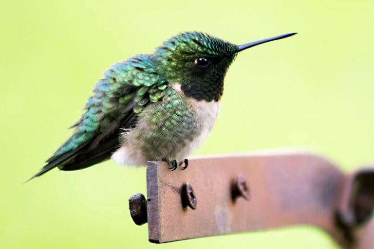 9 Biblical Meanings Of Hummingbirds (Updated)
