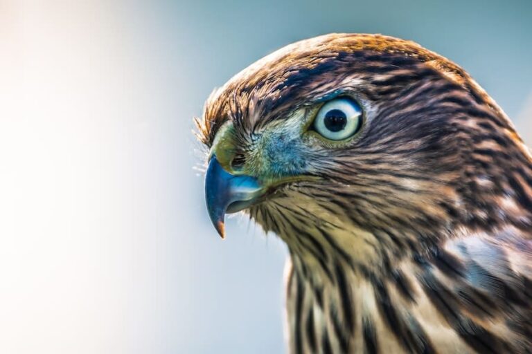 What Does It Mean When A Hawk Visits You? (Good Luck?) 