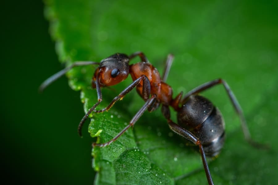 What Is the Spiritual Meaning Of Dreaming About Ants?