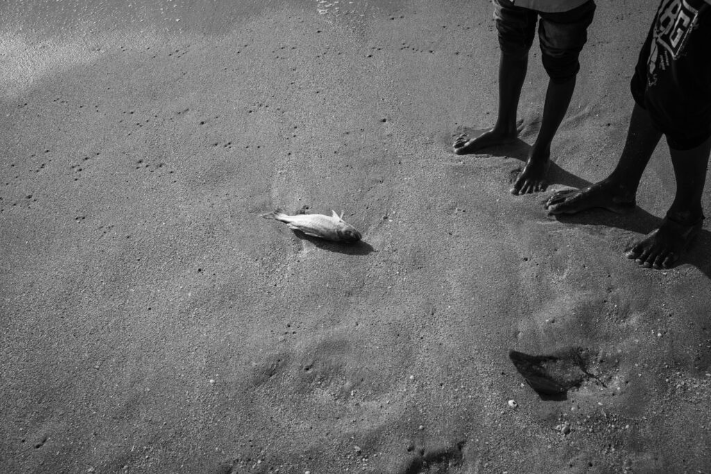 Dead fish dead out of water