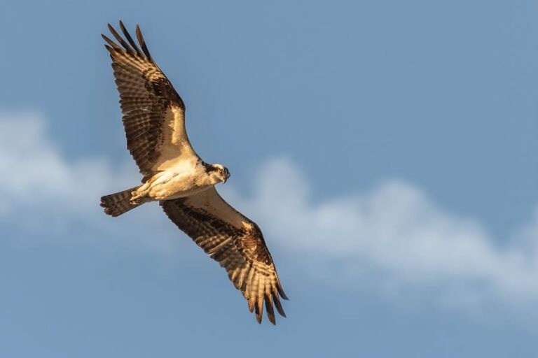 9 Biblical Meanings Of Seeing A Hawk (That You Don’t Know)