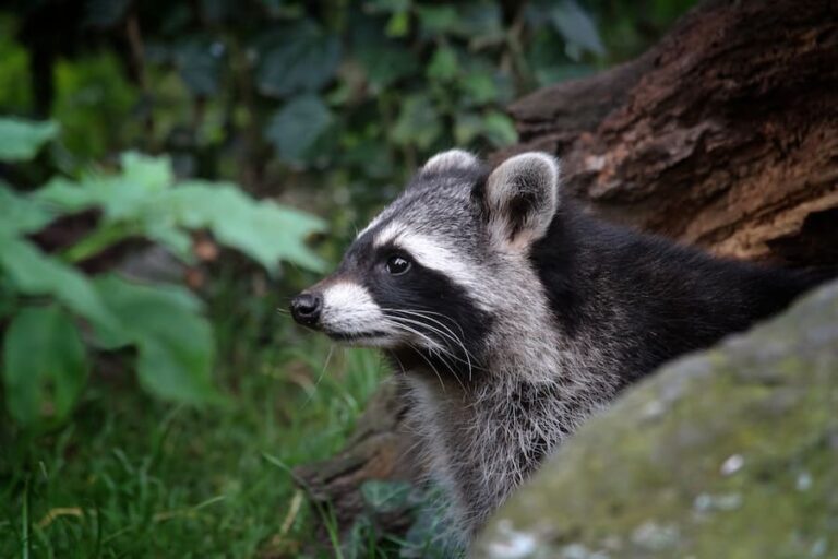 7 Spiritual Meanings Of Seeing A Raccoon During The Day