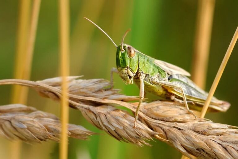 Grasshopper Symbolism: 9 Spiritual Meanings (Important)